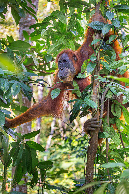 雌性苏门答腊猩猩，Pongo abelii在树上